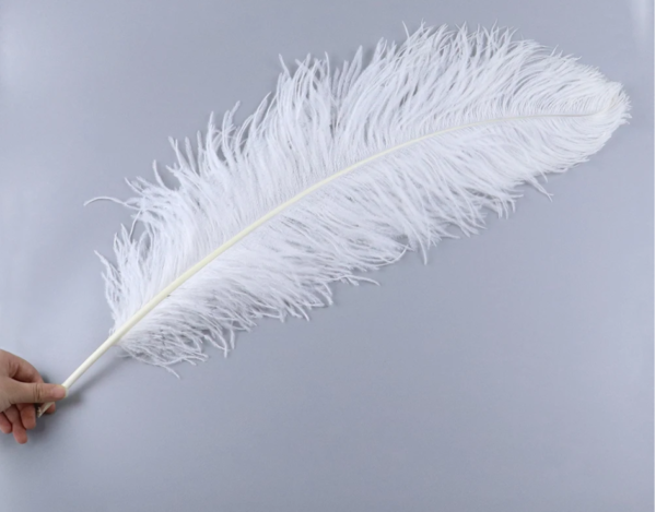 Pluma de avestruz Blanco